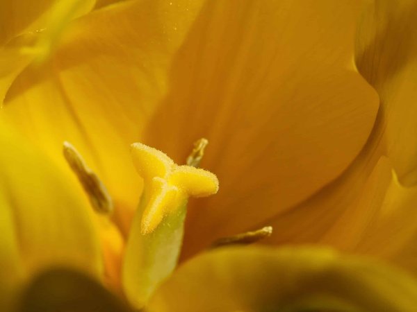 Pourquoi choisir une immersion totale pour apprendre l'anglais à Brighton ?