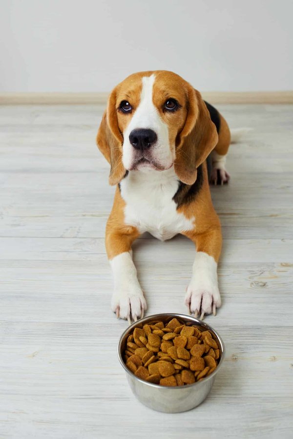 Friandises bio : quel impact sur le bien-être animal ?