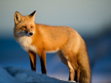 brown fox on snow field