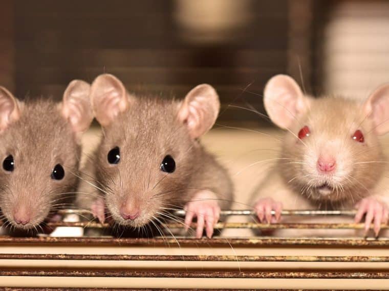 Dératisation à Grenoble : comment les rats envahissent les maisons ?